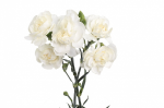 										Гвоздика куст (Di) MINI CARN WHITE 70 Cm									