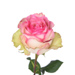 										Роза одног (Rosa) ESPERANCE 70 Cm									