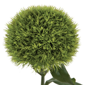 										Гвоздика (Di) Kiwi Mellow 60 Cm									