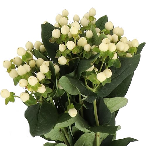 Хиперикум (Hyp) Coco Uno 70 Cm Хиперикум (Hyp) Coco Uno 70 Cm