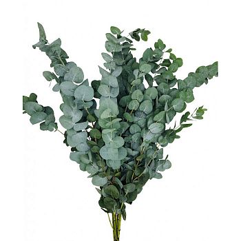 										Эвкалипт (Eucalyptus) Cyneria Китай 1kg									