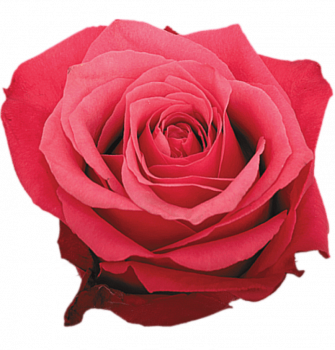 										Роза одног (Rosa) CHERRY O 50 Cm									