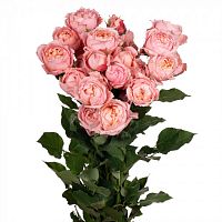 										Роза куст (R) Tr Julietta 60 Cm									