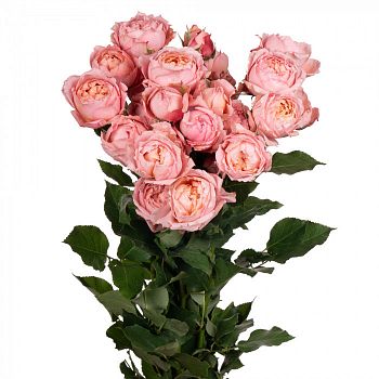 										Роза куст (R) Tr Julietta 60 Cm									