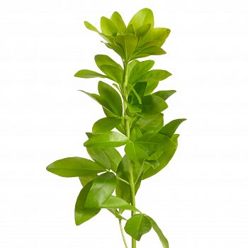										Чойсия (Chosiya) Green tea 70 Cm									