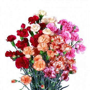 										Гвоздика куст (Di) MINI CARN MIX 70 Cm									