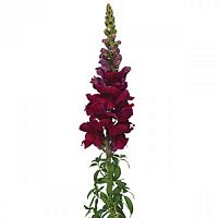 										Антириниум (Antir) Antibes Red 75 Cm									
