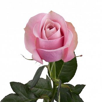 										Роза одног (Rosa) SECRET GARDEN 70 Cm									