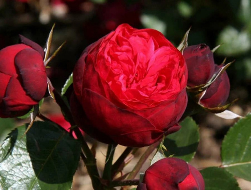 Роза одног (Rose) RED PIANO 50 Cm Роза одног (Rose) RED PIANO 50 Cm