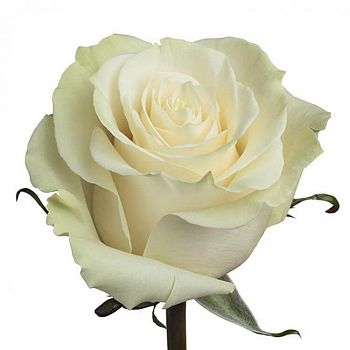 										Роза одног (Rosa) MONDIAL 50 Cm									