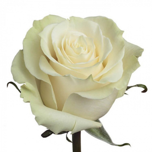 Роза одног (Rosa) MONDIAL 50 Cm Роза одног (Rosa) MONDIAL 50 Cm