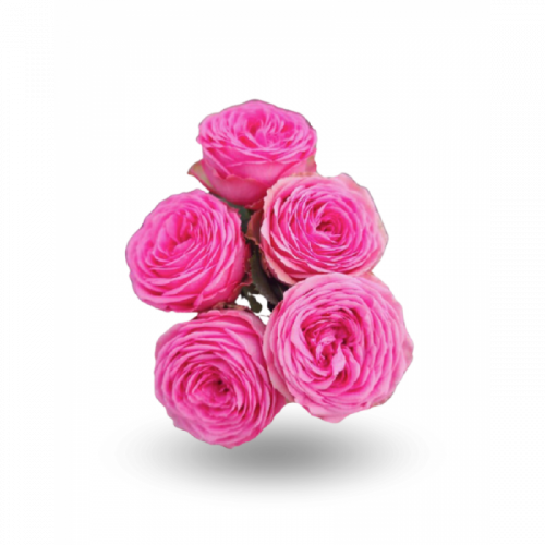 Роза куст (R) Tr Giselle! 60 Cm Роза куст (R) Tr Giselle! 60 Cm