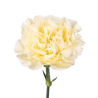 										Гвоздика одног (Di) CARN POLIMNIA 70 Cm									