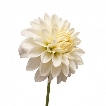 										Георгины (Dahl) Dec White Cap 60 Cm									