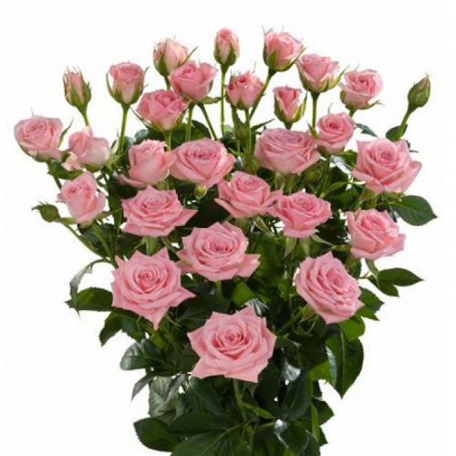Роза куст (R) Tr Odilia 50 Cm Роза куст (R) Tr Odilia 50 Cm