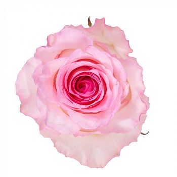 										Роза одног (Rosa) Pink Ohara 50 Cm									