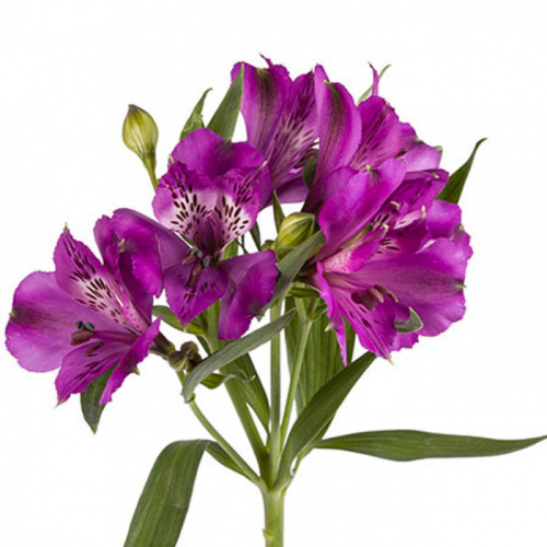 Альстромерия (ALSTRO) Purple 70 Cm Альстромерия (ALSTRO) Purple 70 Cm