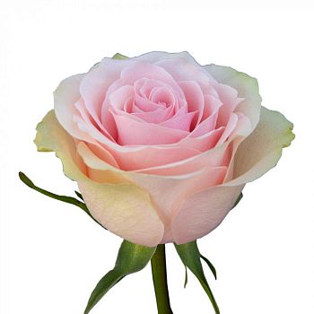 										Роза одног (Rosa) FRUTTETO 50 Cm									