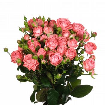 										Роза куст (R) Tr Amazing Magic 70 Cm									