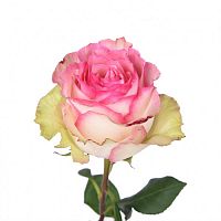 										Роза одног (Rosa) ESPERANCE 50 Cm									