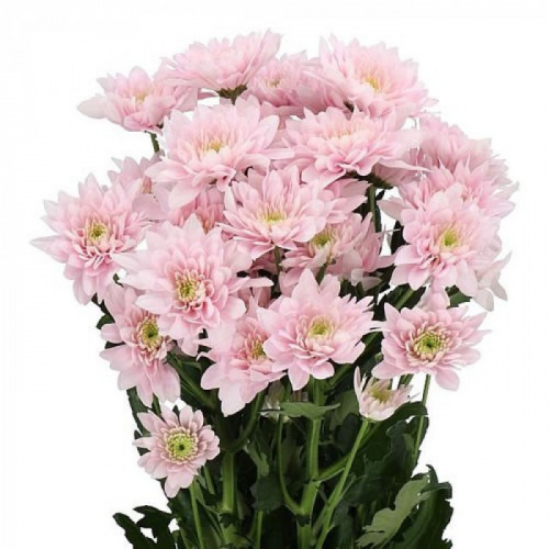 Хриза куст (Chr) T Pastela Pink 70 Cm Хриза куст (Chr) T Pastela Pink 70 Cm