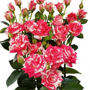 										Роза куст (R) Tr Fireworks 60 Cm									