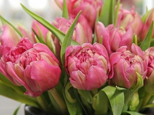 Тюльпан (Tu Du) Double Price 35 Cm