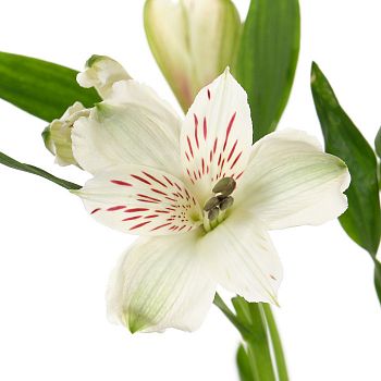 										Альстромерия (ALSTRO) WHITE 70 Cm									