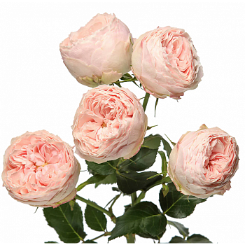 										Роза куст (R) Tr Mansfield Park 50 Cm									