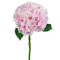										Гортензия (Hydr) M Ch Verena 80 Cm									