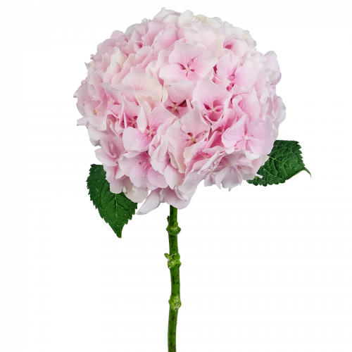 Гортензия (Hydr) M Ch Verena 80 Cm Гортензия (Hydr) M Ch Verena 80 Cm