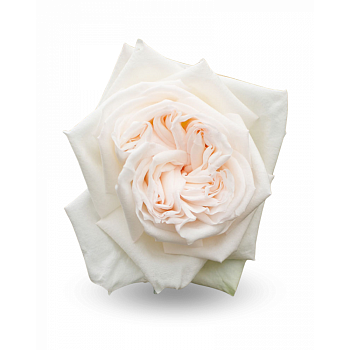 										Роза одног (Rosa) WHITE OHARA 60 cm									