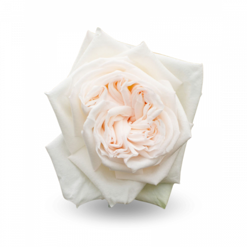 Роза одног (Rosa) WHITE OHARA 60 cm Роза одног (Rosa) WHITE OHARA 60 cm