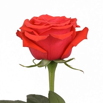 										Роза одног (Rosa) NINA 60 Cm									