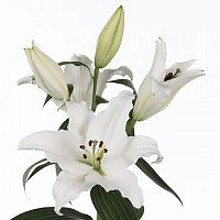 										Лилия (Li) Ot Zambesi 100 Cm									