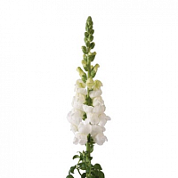 										Антиринум (Antir) Mary White 70 Cm									