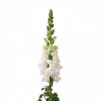 										Антиринум (Antir) Mary White 70 Cm									
