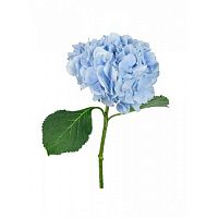 										Гортензия (Hortencia) Blue 60 Cm									