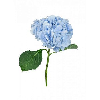 										Гортензия (Hortencia) Blue 60 Cm									