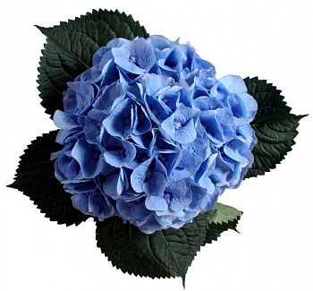 										Гортензия (Hydr) M Ch Verena Bl 80 Cm									