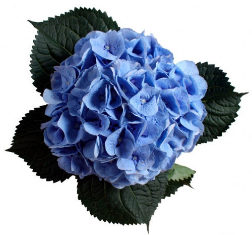 Гортензия (Hydr) M Ch Verena Bl 80 Cm Гортензия (Hydr) M Ch Verena Bl 80 Cm