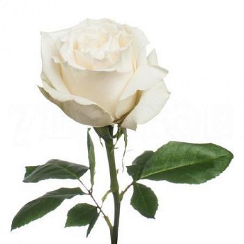 										Роза одног (Rosa) PLAYA BLANCA 50 Cm									