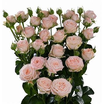 										Роза куст (R) Tr Bombastic 40 Cm									