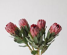 										Протея (Protea) Cy Madiba 40 Cm									