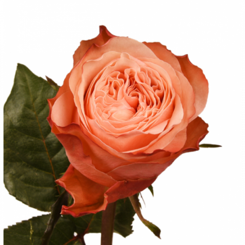 Роза одног (Rosa) KAHALA 60 Cm Роза одног (Rosa) KAHALA 60 Cm