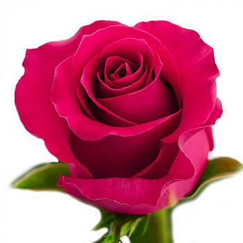 										Роза одног (Rosa) GOTCHA 50 Cm									