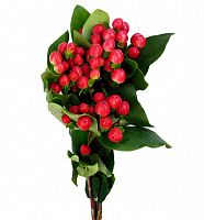 										Хиперикум (Hyp) Coco Tango 60 Cm									