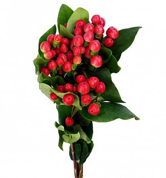 										Хиперикум (Hyp) Coco Tango 60 Cm									