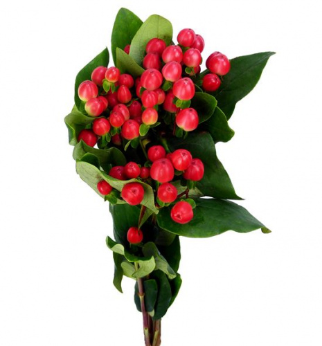 Хиперикум (Hyp) Coco Tango 60 Cm Хиперикум (Hyp) Coco Tango 60 Cm
