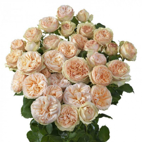Роза куст (R) Tr Gen Trendsetter 60 Cm Роза куст (R) Tr Gen Trendsetter 60 Cm